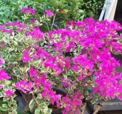 Chậu hoa giấy cẩm thạch như hình