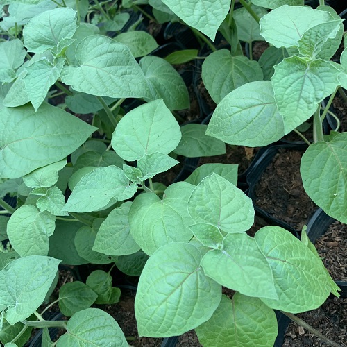 Cây giống Thù Lù Nam Mỹ - Tầm bóp Nam Mỹ - Golden Berry