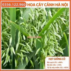 Hạt giống cỏ yến mạch (cỏ lúa mỳ, cỏ mèo) - cỏ chịu lạnh , chịu sương muối trồng trong chăn nuôi gói 100g