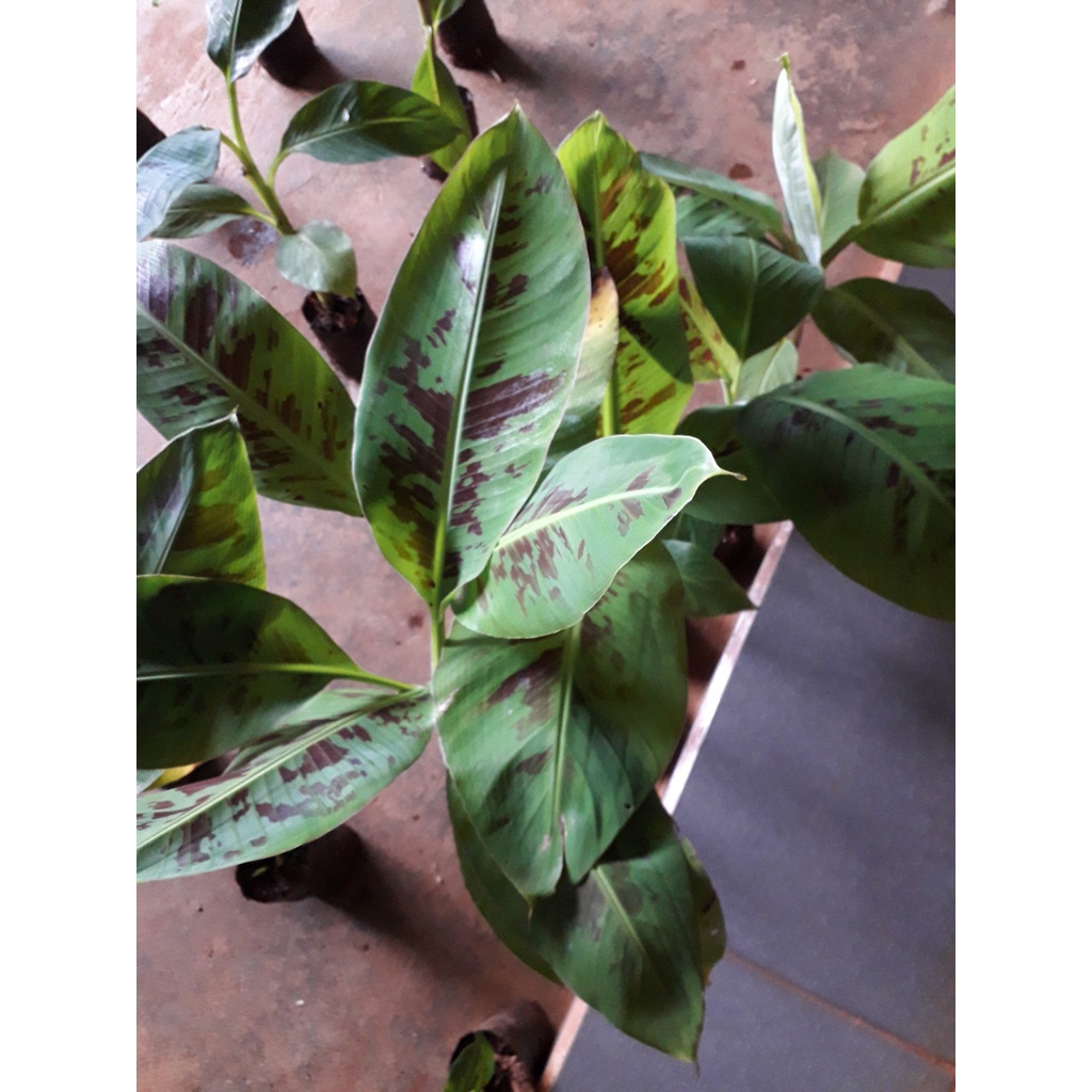 Cây giống chuối laba .