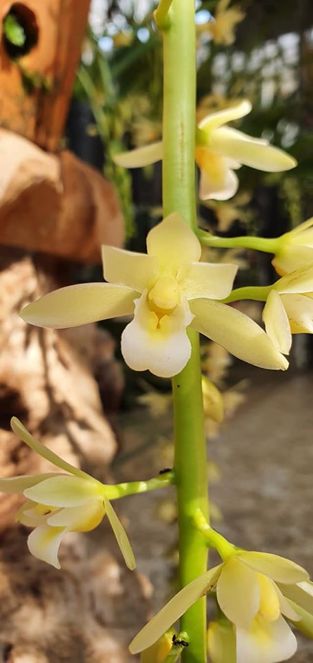 lan kiếm trắng điên biên hàng giống