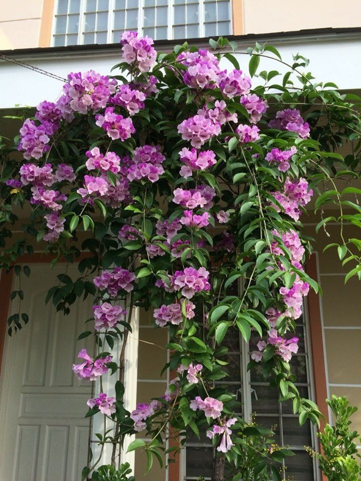 Cây hoa leo lan tỏi tím cao 70-80cm cây leo nhanh lá hoa có mùi tỏi nhằm xua đuổi muỗirắn