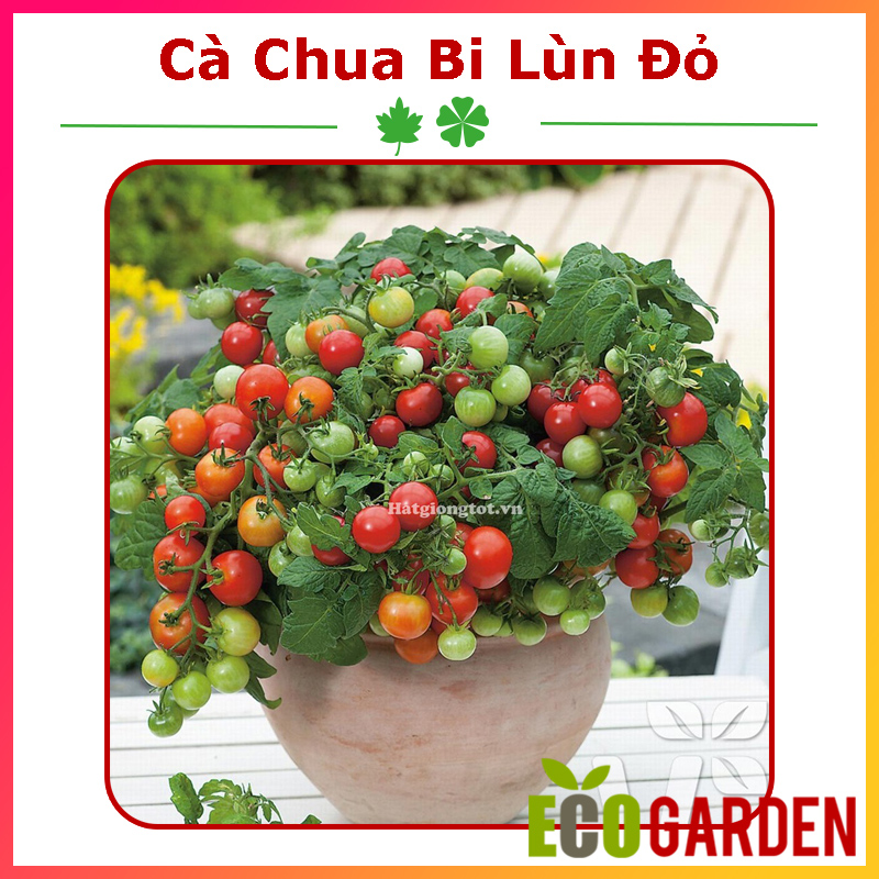 Hạt Giống Cà Chua Bi Lùn Đỏ Lai F1 (ECO.214)