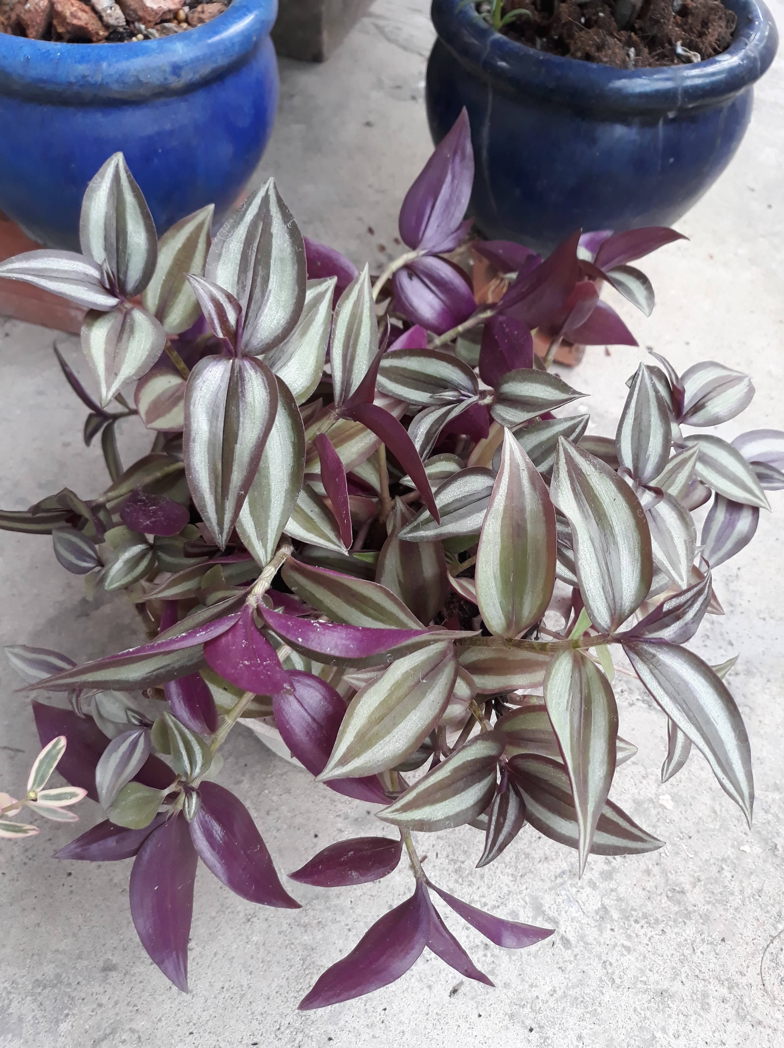 Thài lài tía bền đẹp kèm bào hành trọn đời ( có tặng kèm chậu nhựa như hình )