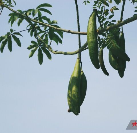 Hạt giống cây bông gòn (gạo xanh) - Gói 100gram