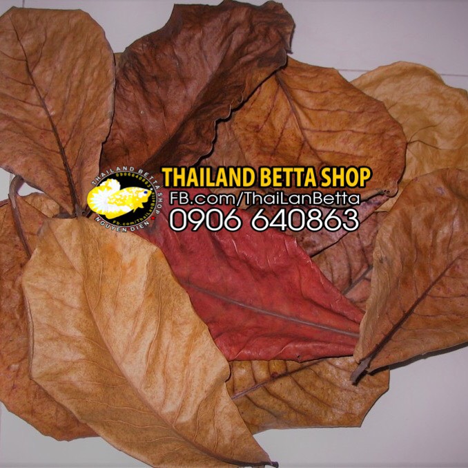 20 lá bàng khô tự nhiên