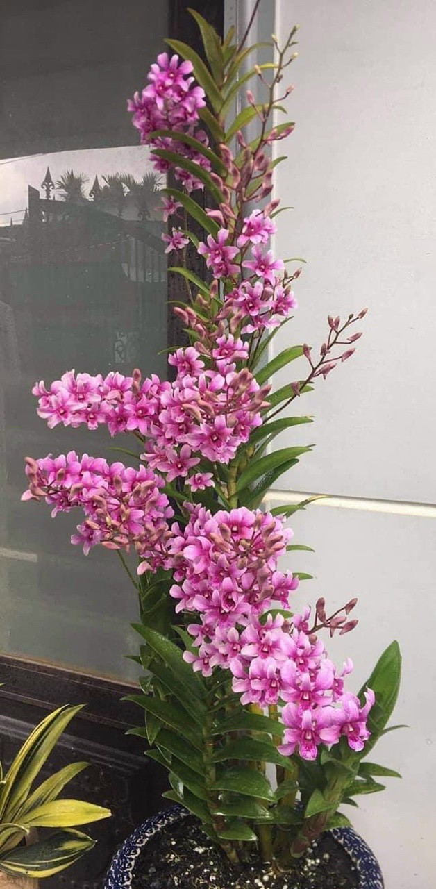 Hoa lan nắng