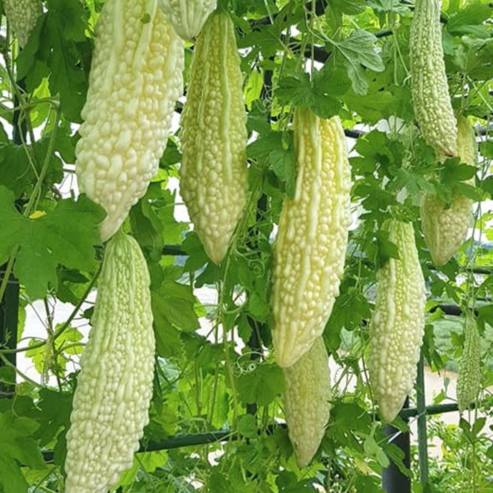 "Gói 5 Hạt " Hạt giống mướp đắng trắng (mướp đắng bạch tuyết)