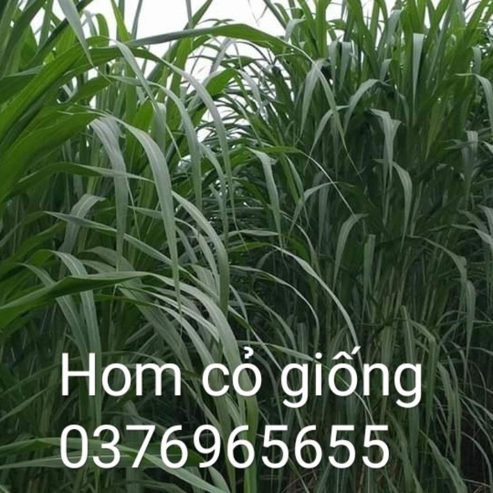 Hom cỏ Va06-Voi xanh đài loan-voi xanh thái lan pakchong 1