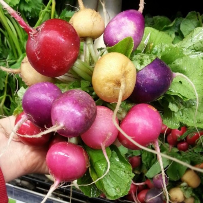 Hạt giống củ cải tí hon mix - (1 gói 100 - 200 hạt/gói )