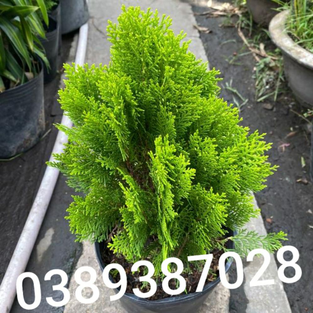 cây trắc bách diệp