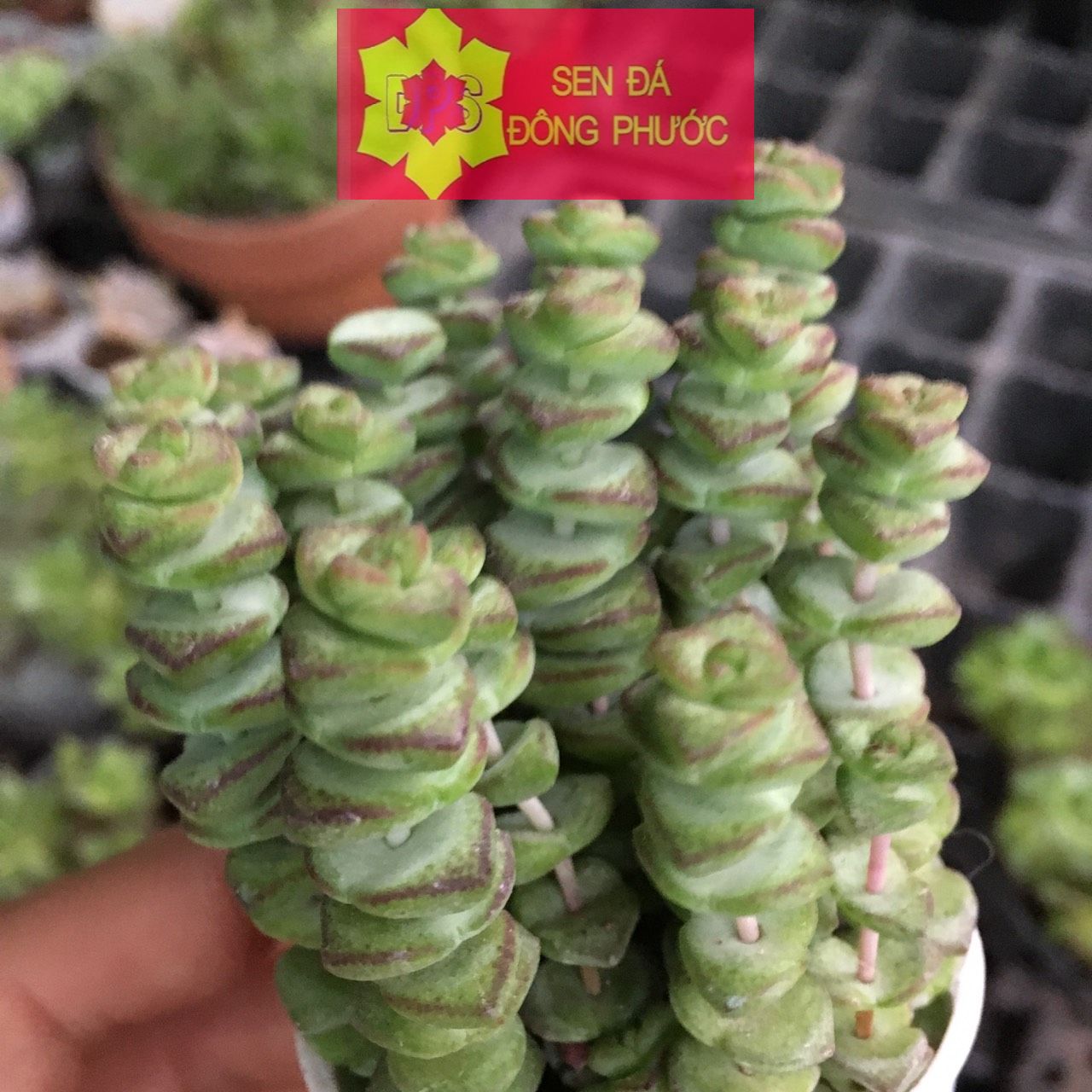 (HCM)-Sen đá xiên thịt size bầu- cây phong thuỷ- cây văn phòng- Sen đá Đông Phước