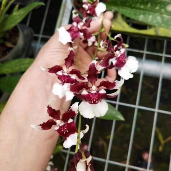 [FREESHIP - Xả Khô Máu] Hoa lan vũ nữ Socola giống