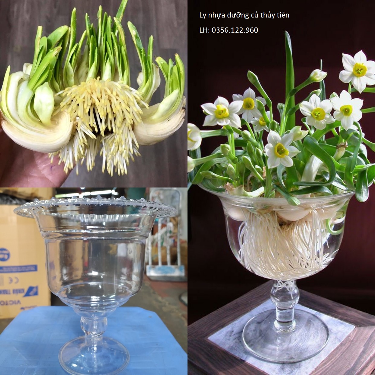 [Rẻ vô địch] Ly dưỡng trồng hoa thủy tiên