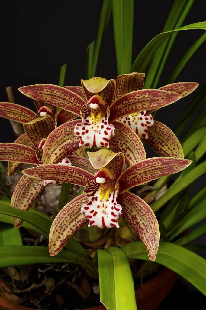COMBO 5 THÂN ĐỊA Lan kiếm hồng hoàng , hồng hoàng lưỡi hổ- Cymbidium iridioides