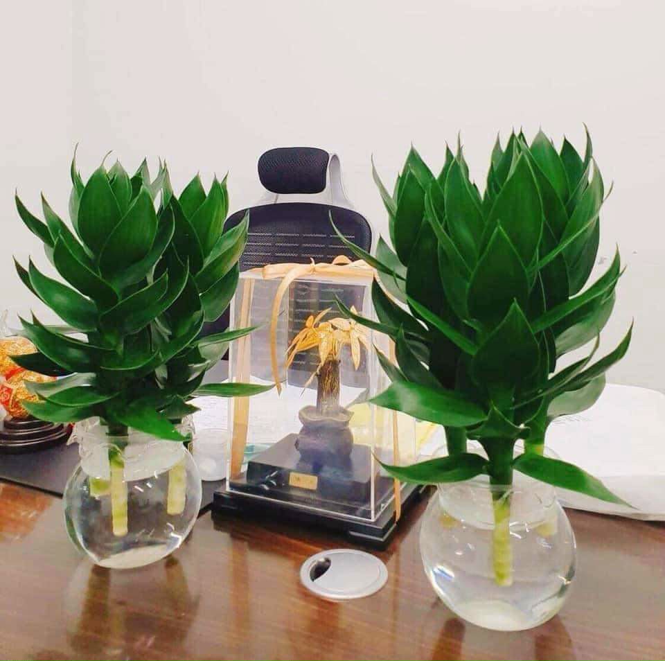 Cây phát tài búp sen thủy sinh chưng bàn làm việc bàn khách dễ trồng dễ chăm sóc tặng kèm phân bón Minh Hân Garden