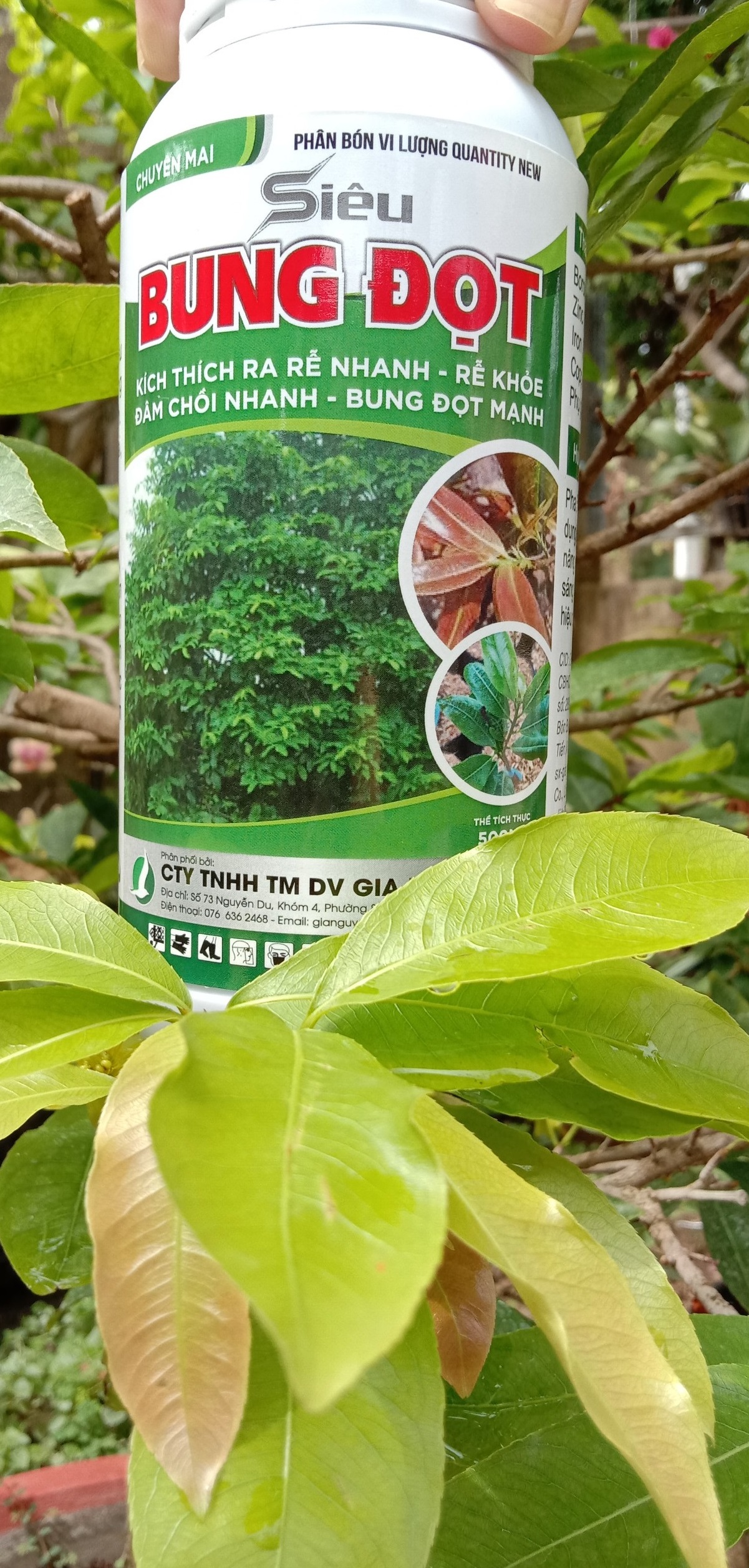 Bung đọt, ra rễ, đâm chồi, xanh dày lá mai vàng