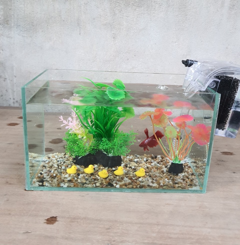 Bể cá mini 24 cm với 6 món (bể 24, sỏi nền, máy lọc, cây nhựa vừa, cây nhựa mini, 5 vịt)