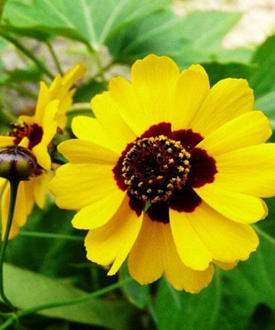 Hạt giống hoa cúc mắt rắn - hoa đẹp - dễ trồng