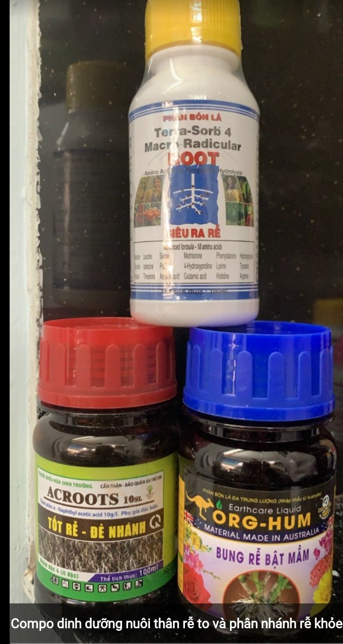 Combo 3 kích rễ - kích chồi org hum = acroot- terra sord 4 100ml