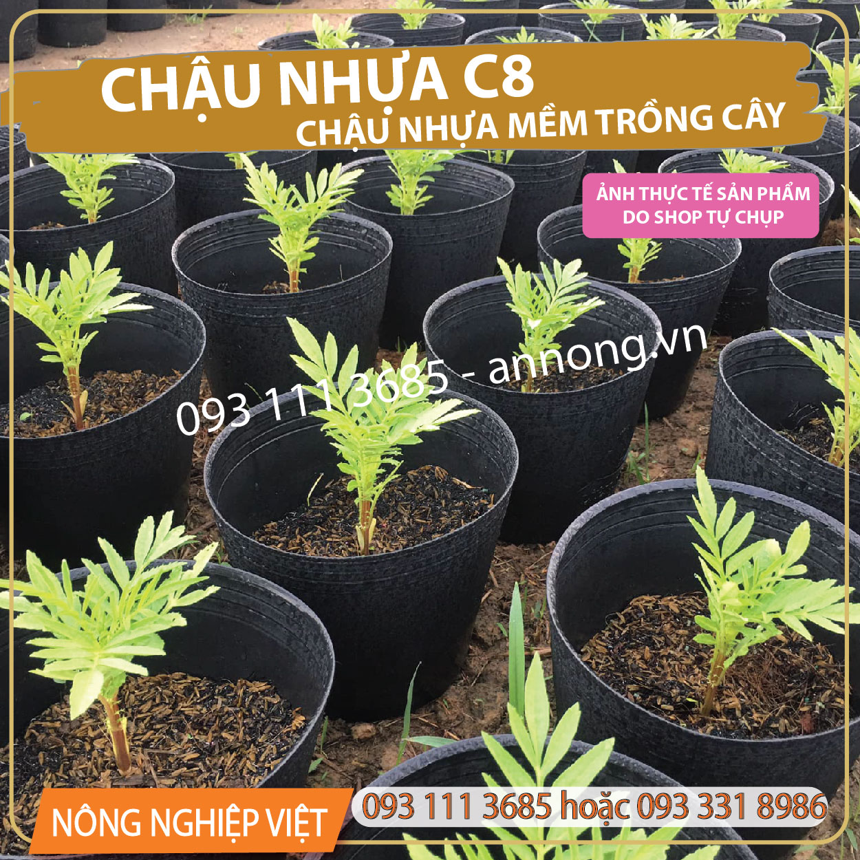 Combo 100 chậu nhựa c8 - chậu mũ dẻo đen, chậu trồng vạn thọ, hoa cúc các loại