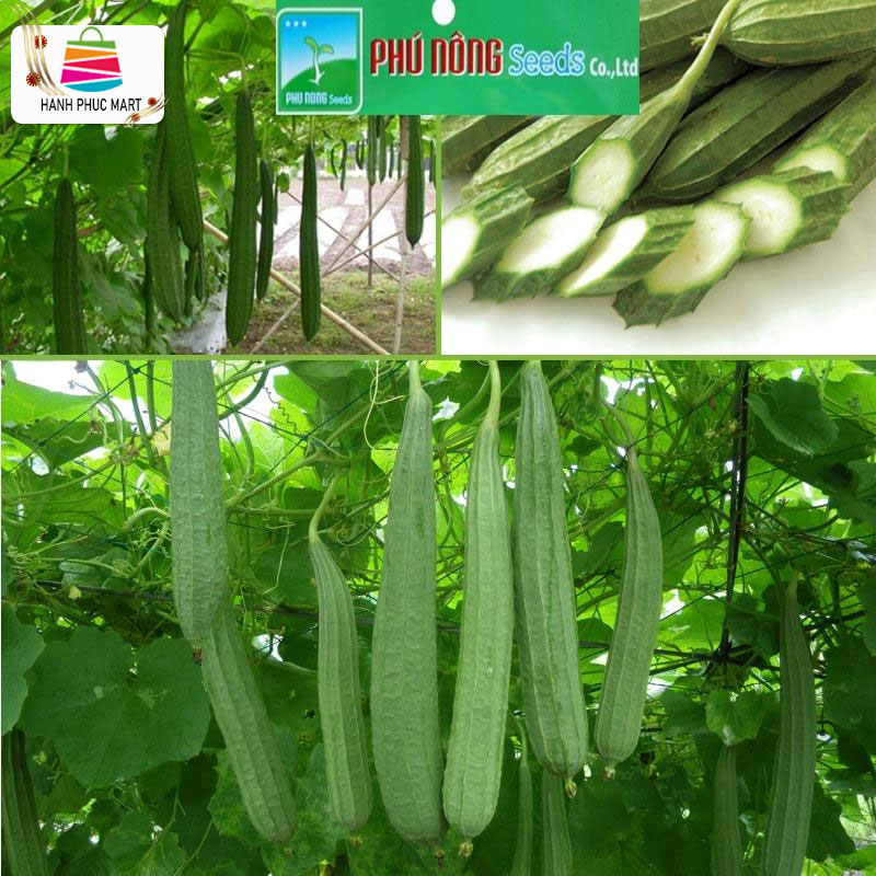 [HCM]Hạt giống mướp khía Thái Lan - PhuNongSeeds