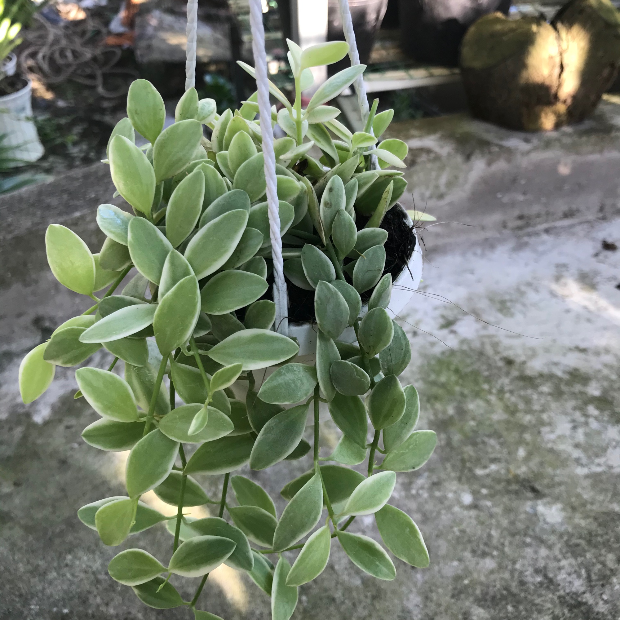 Cây hạt dưa treo mini+ tặng phân bón cho cây mau lớn