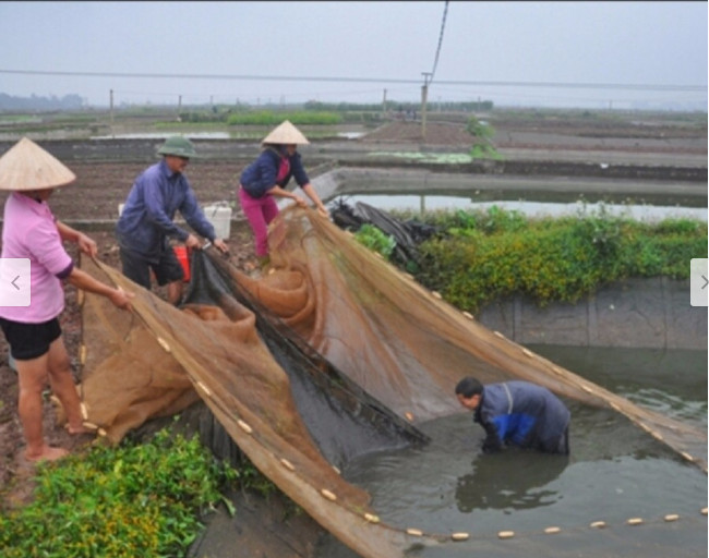 Lưới kéo cá - Lưới quét cá ao hồ dài 10m cao 2m túi 4m giá rẻ vô địch