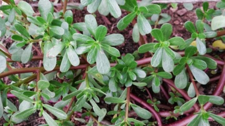 H171- gói 5gr hạt giống rau sam