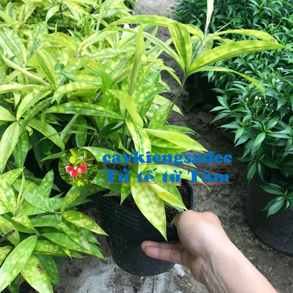 caykiengsadec - Cây trúc nhật + tặng phân bón - hoa kiểng lá - trang tri nội thất cảnh quan sân vườn ngoài trời