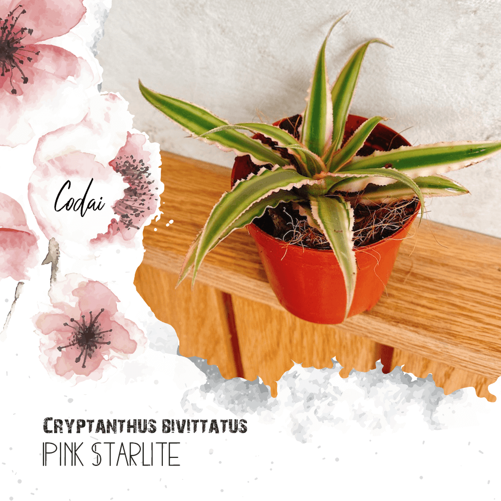 Cây Cryptanthus bivittatus Pink Starlite chậu nhựa