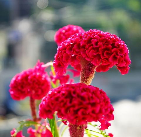 Htj Giống ]Hoa Móng Gà Đuôi Phụng Nhiều Màu, Hoa Mào Gà Búa, Mào Gà Xoắn