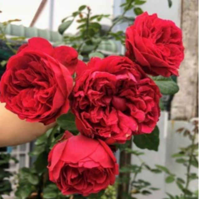Hoa hồng leo red eden