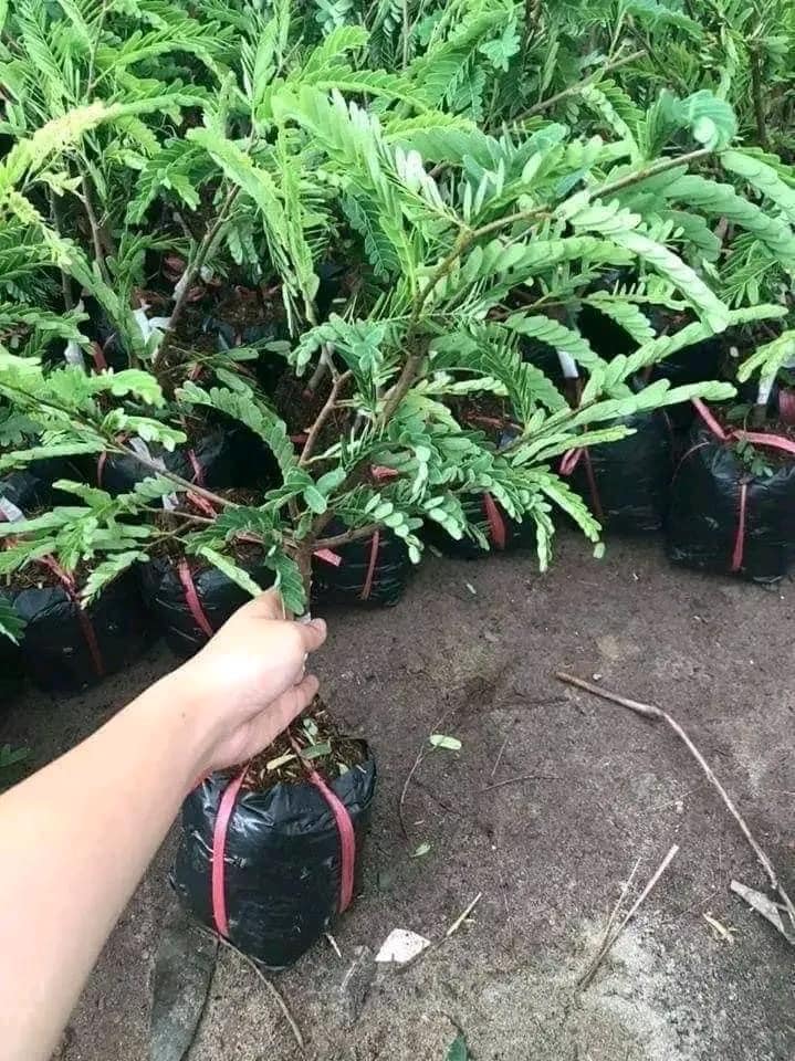 Cây giống me thái cam kết chuẩn giống