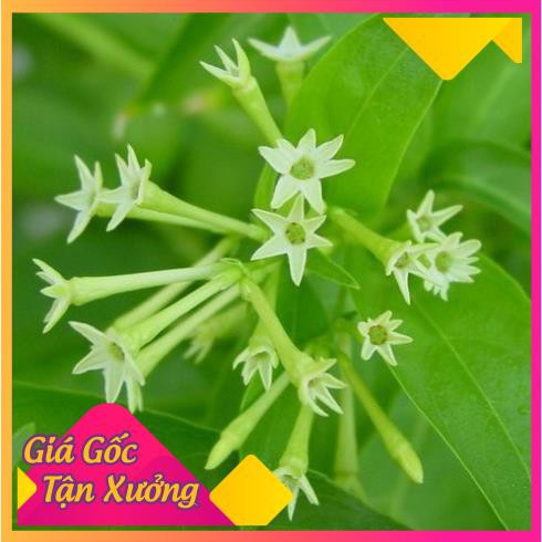 Khu vườn hạt giống dạ lai hương .