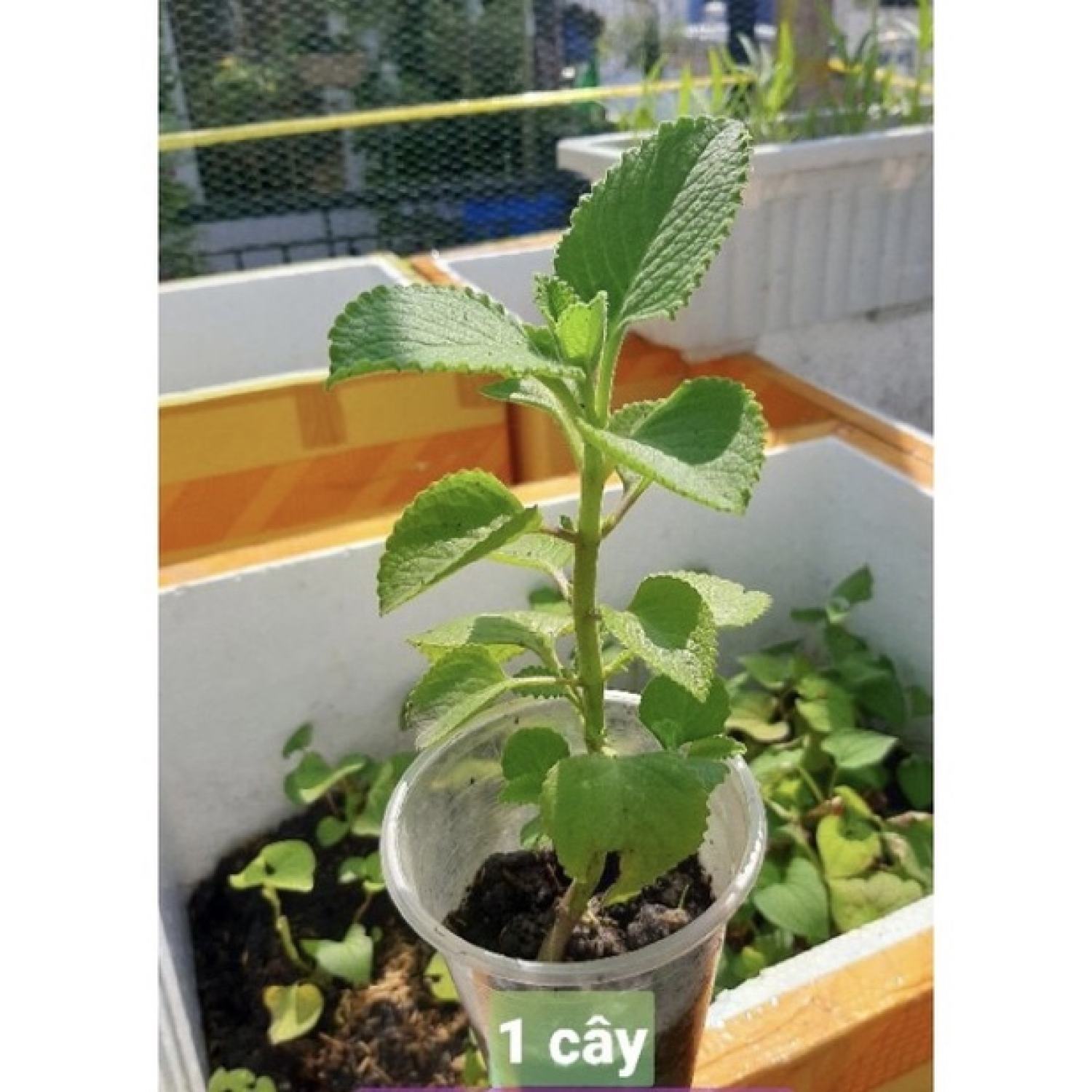 Cây tần dày lá/húng chanh, rễ nhiều, 15-20cm.