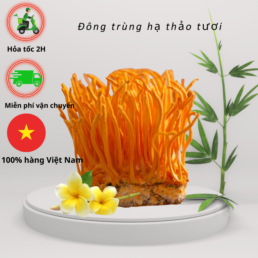 Đông trùng hạ thảo tươi combo 5 hộp