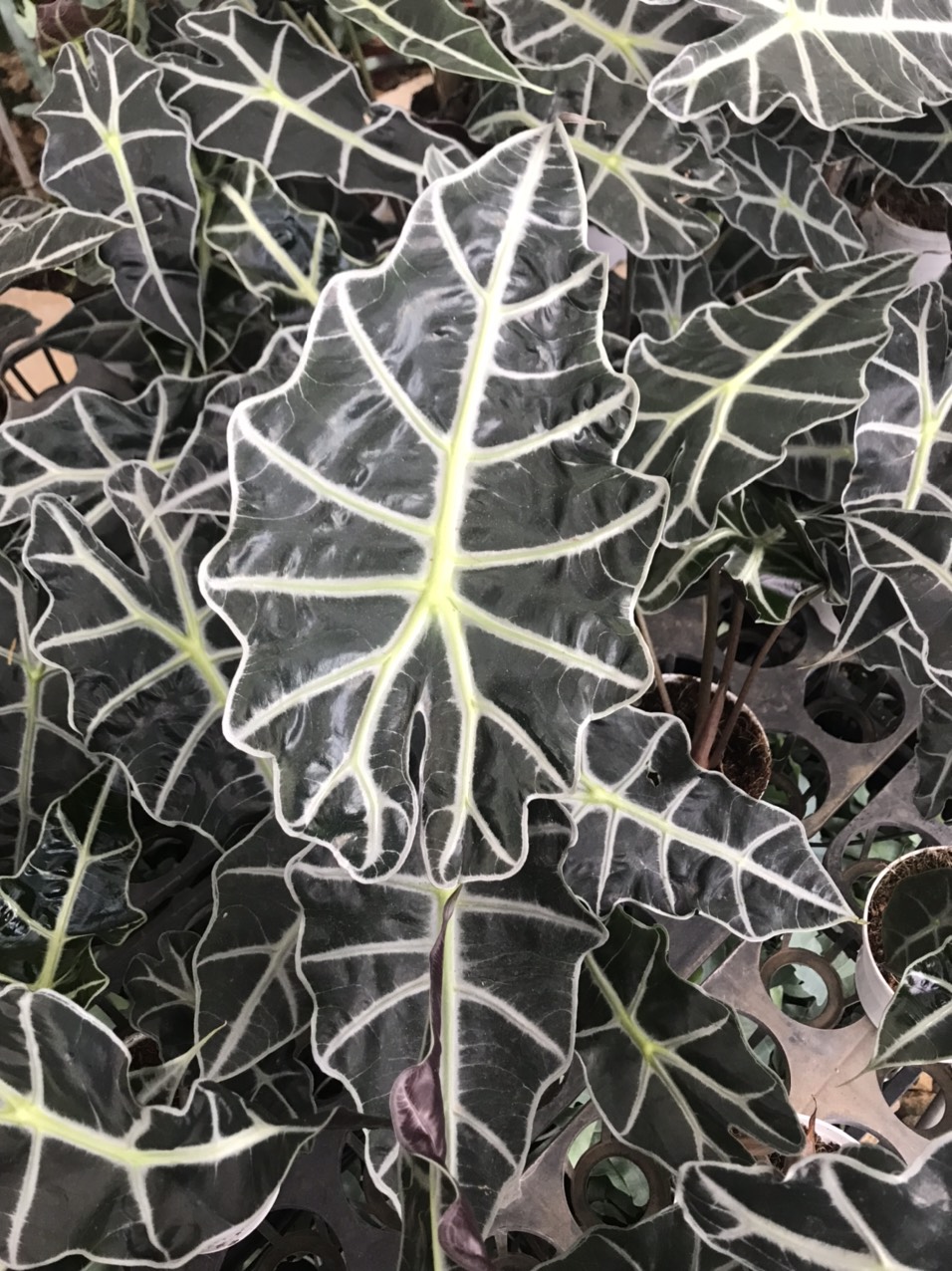 Alocasia Amazonica - size lá trên 30cm