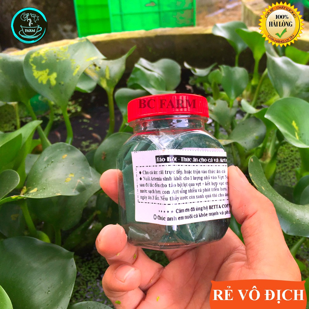 Tảo bột thức ăn cho bobo và cá con