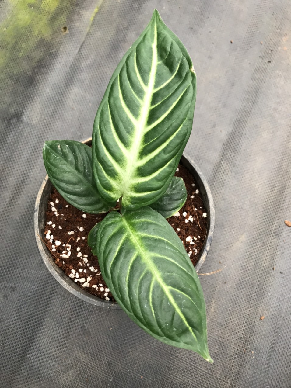 Caladium lindenii