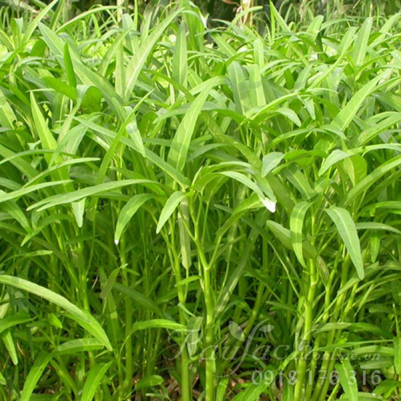 Hạt Giống Rau Muống Lá Tre Dễ Trồng
