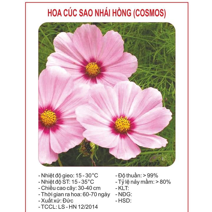 Hạt giống hoa sao nháy hồng gói 50 hạt xuất xứ Đức