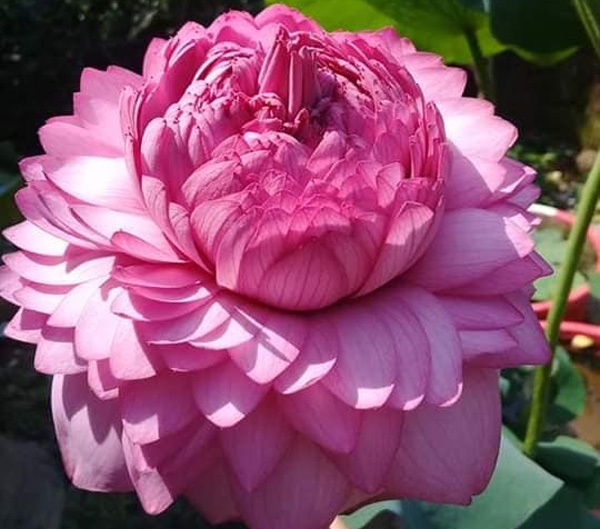 10 Hạt giống sen ngàn cánh S1000