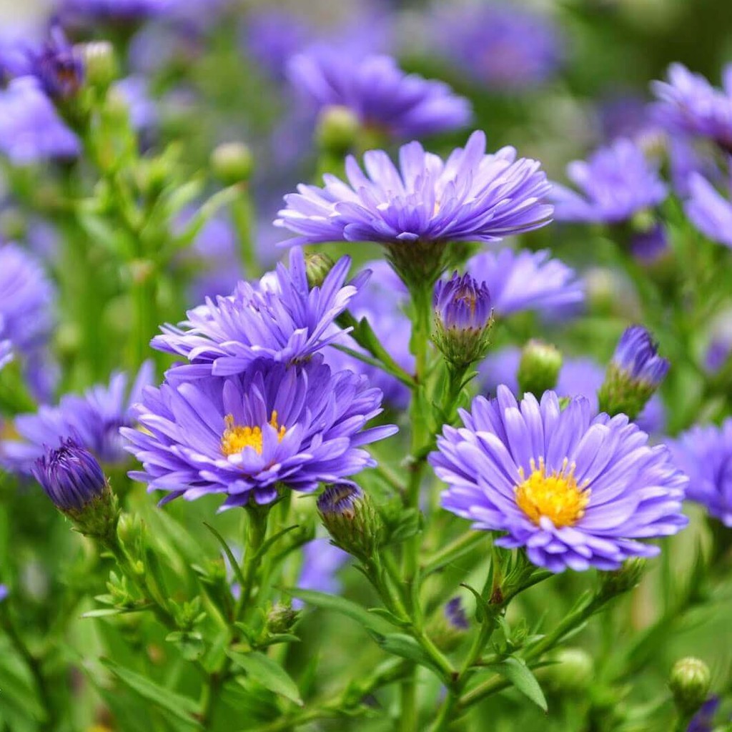 MJ51 Gói Hạt Giống Hoa Thạch Thảo 50 hạt Giống Mới Chịu Nhiệt 4 Mùa