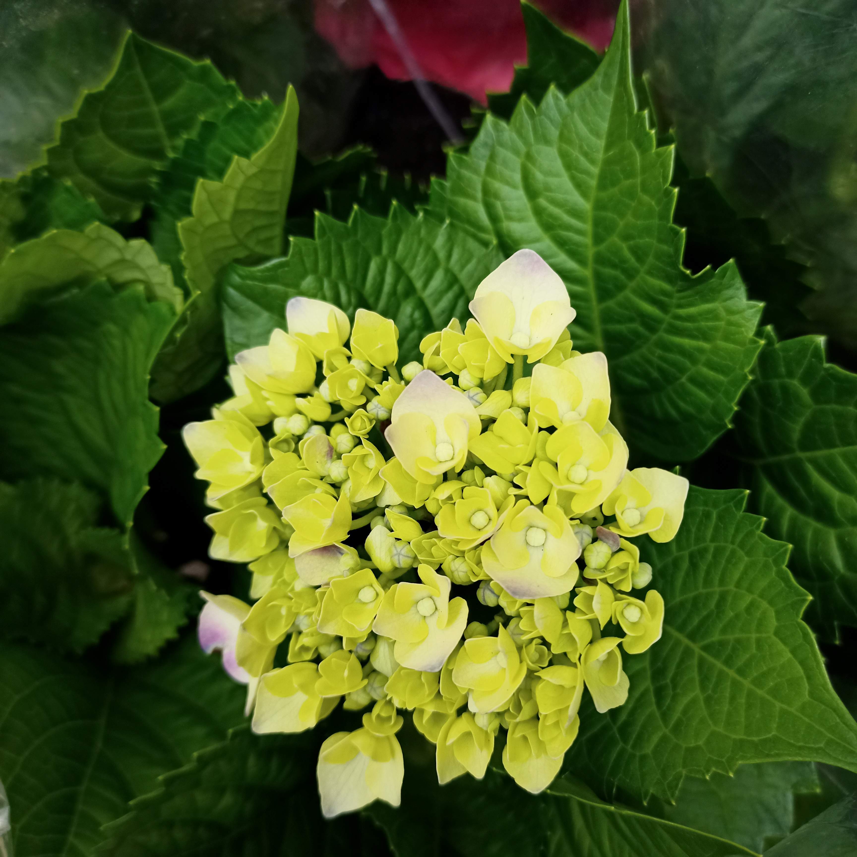 Chậu cây cẩm tú cầu đang nụ hoặc đang hoa thuần khí hậu miền Tây - Summer Garden