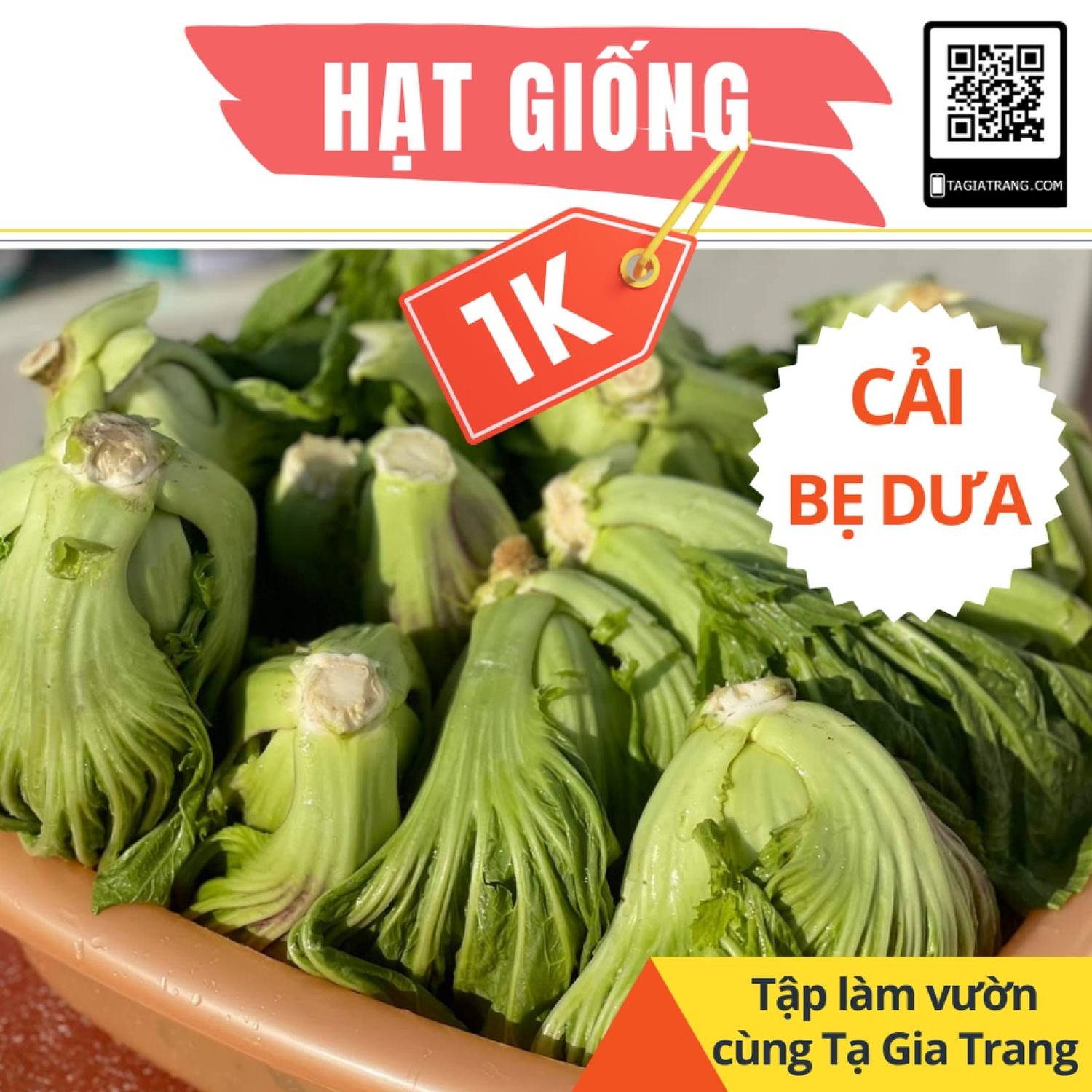 Mj504 deal 1k - 100 hạt giống rau cải bẹ dưa - tập làm vườn tạ gia trang
