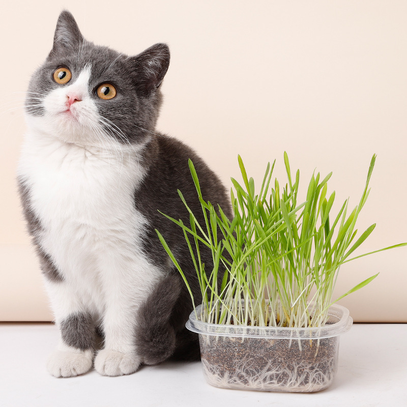 Bộ trồng cỏ lúa mì cho mèo