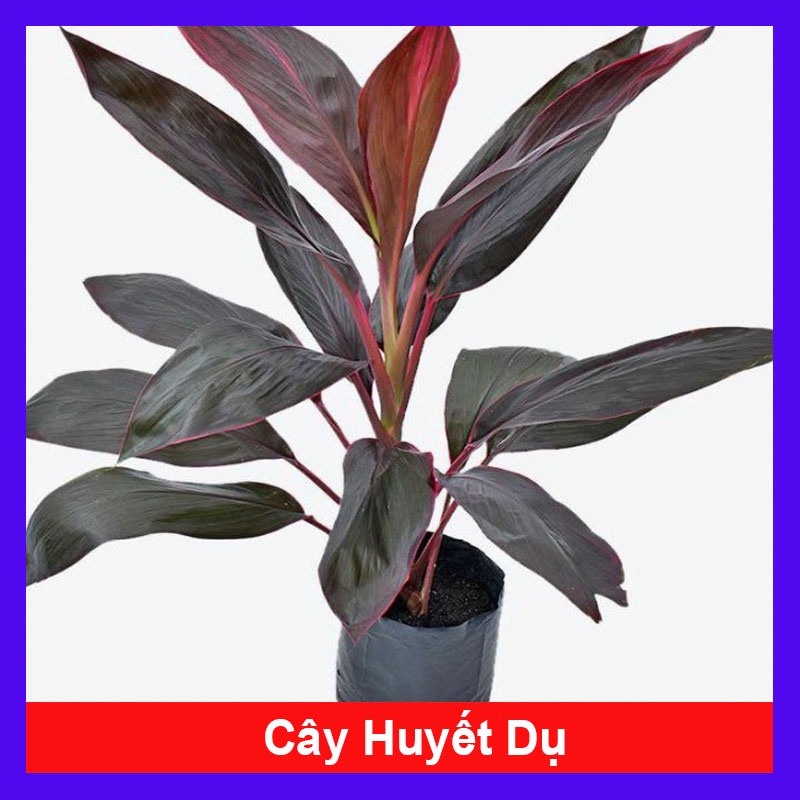 Cây Huyết Dụ - cây cảnh trong nhà - cây cảnh để bàn - cây cảnh đẹp - caykiengsadec