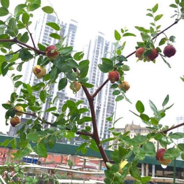 Cây hồng táo cao 1 met