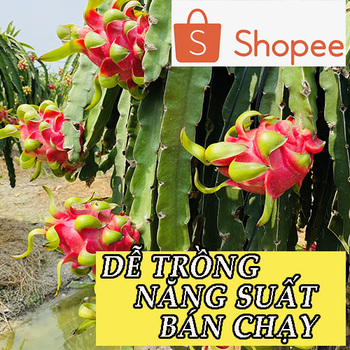 10 cây giống thanh long ruột đỏ